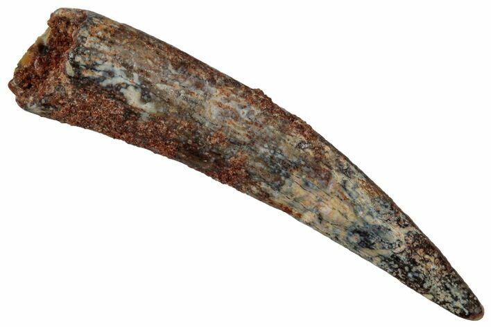 Fossil Pterosaur (Siroccopteryx) Tooth - Morocco #299737